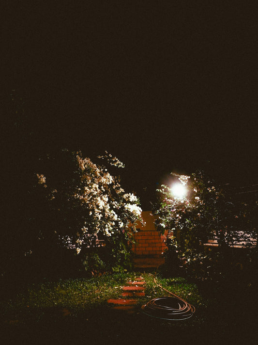 Garden path and flowering shrubs illuminated by a warm light at night